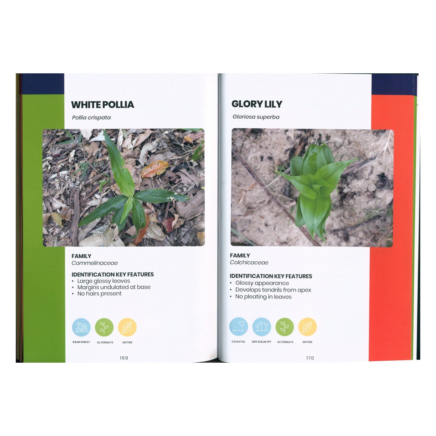 BOOK - WEEDLINGS & SEEDLINGS BY RUSTY LINNANE