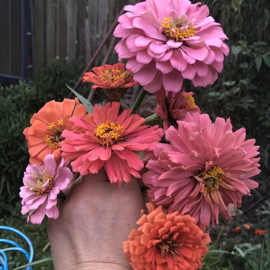 SALISBURY GRANGE - SUMMER FULL OF FLOWERS SEED PACK